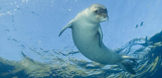 seal monk